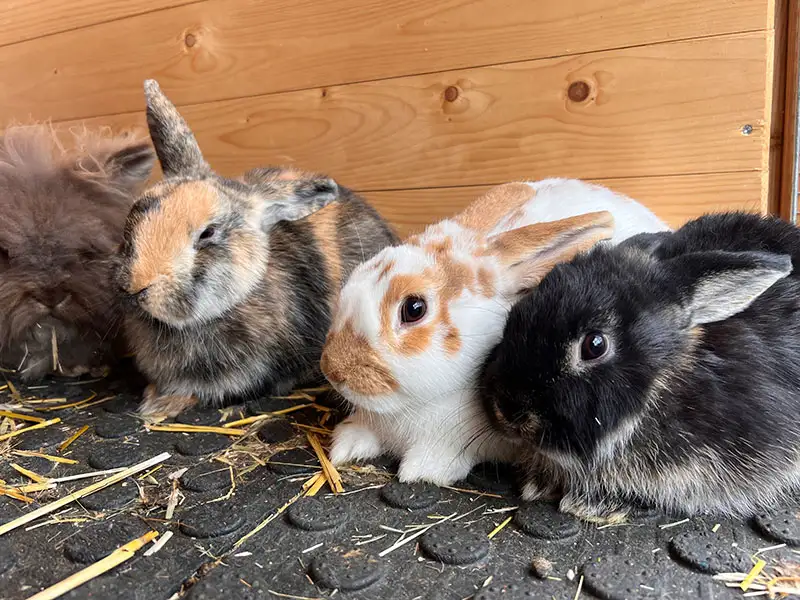 Kaninchen streicheln