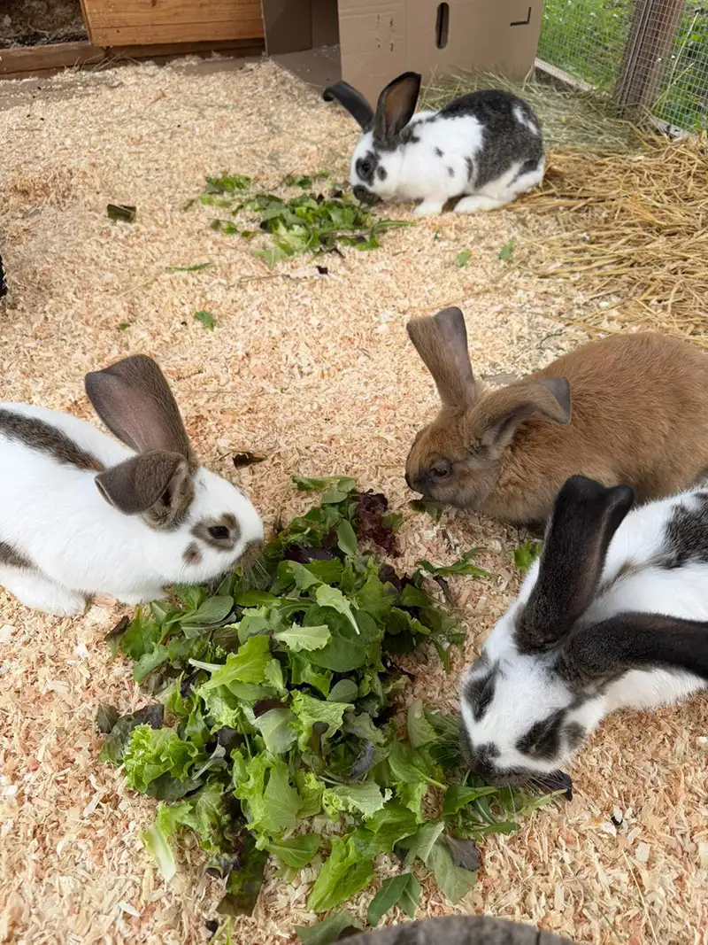 Kaninchen auf dem Jura Ferienhof