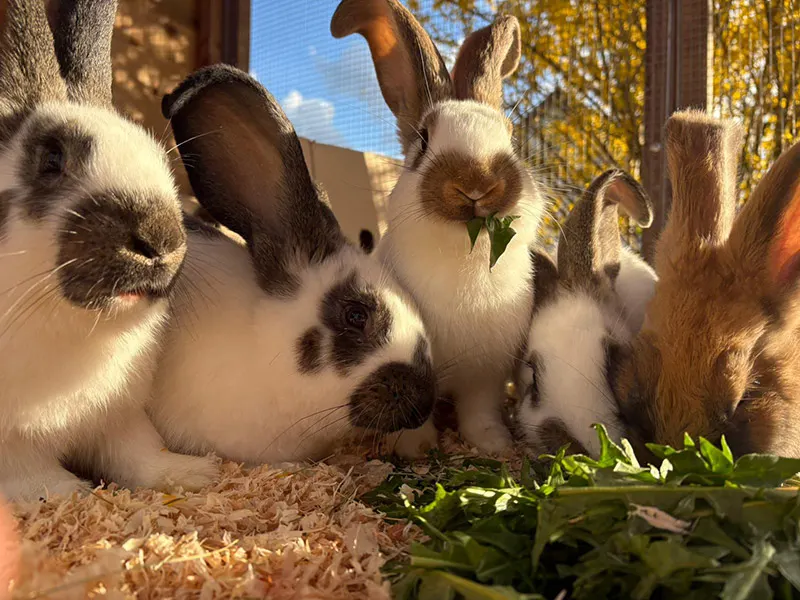 Kaninchen streicheln