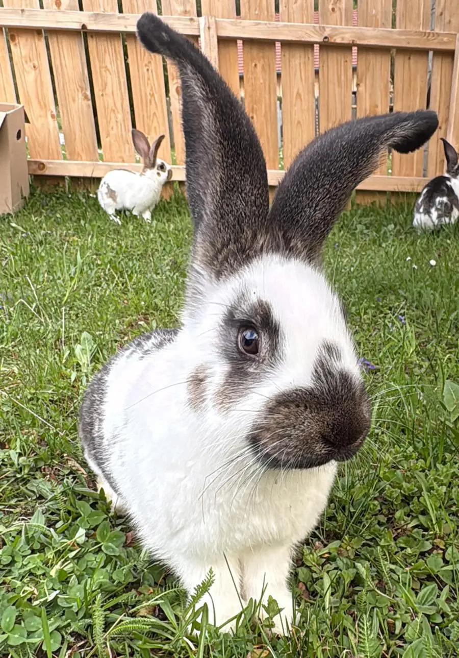 Kaninchen im Freigehege