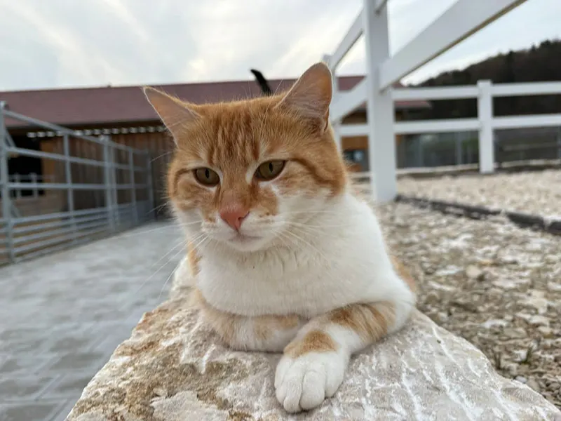 Oranger Schmusekater