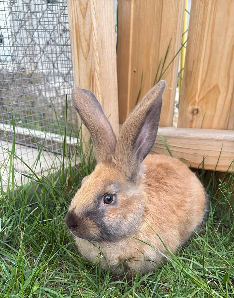 Kaninchen Nahaufnahme